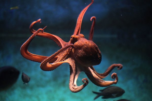 Kraken 6at