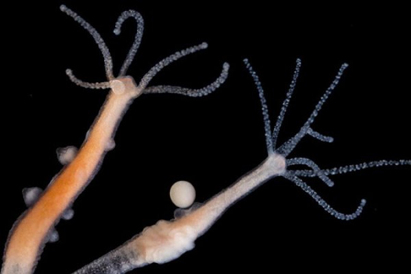 Kraken onion сайта