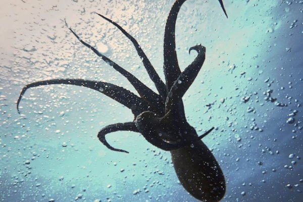 Craken12 at