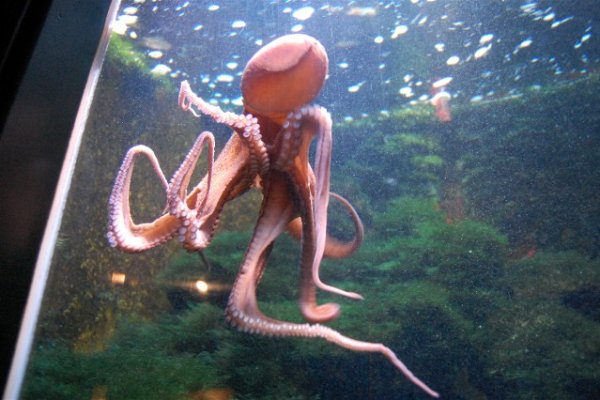 Kraken onion вход